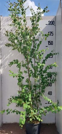 Cercidiphyllum japonicum 175-200 cm cont. 20L