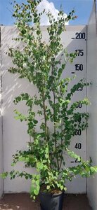 Cercidiphyllum japonicum 175-200 cm cont. 20L