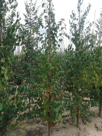 Cercidiphyllum japonicum 6-8 cm met kluit geveerd - afbeelding 3