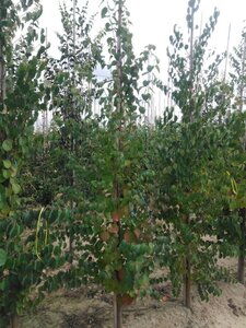 Cercidiphyllum japonicum 6-8 cm met kluit geveerd - afbeelding 3