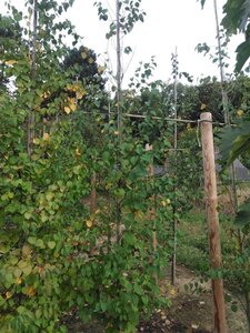 Cercidiphyllum japonicum 6-8 cm met kluit geveerd - afbeelding 2