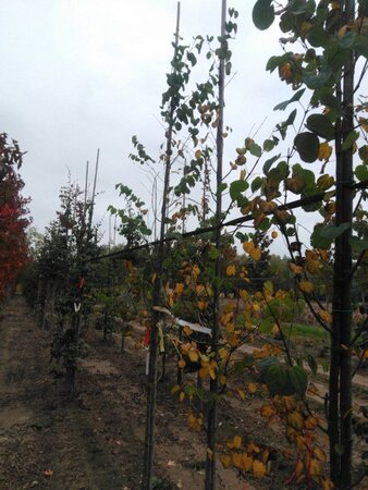 Cercidiphyllum japonicum 8-10 cm met kluit geveerd - afbeelding 1