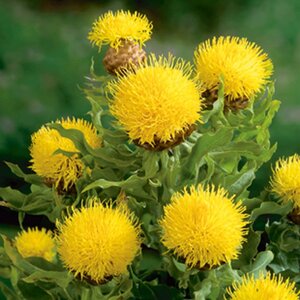 Centaurea macrocephala geen maat specificatie 0,55L/P9cm