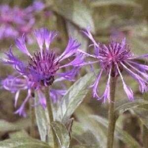 Centaurea montana 'Coerulea' geen maat specificatie 0,55L/P9cm