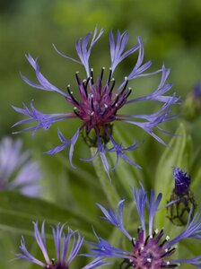 Centaurea montana 'Grandiflora' geen maat specificatie 0,55L/P9cm - afbeelding 1