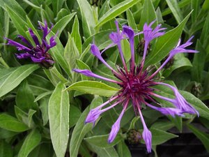 Centaurea montana 'Grandiflora' geen maat specificatie 0,55L/P9cm - afbeelding 2