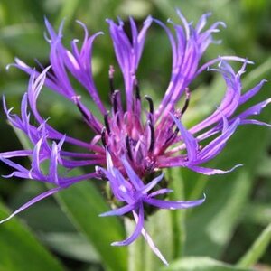 Centaurea montana 'Grandiflora' geen maat specificatie 0,55L/P9cm - afbeelding 3