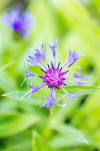 Centaurea montana geen maat specificatie 0,55L/P9cm