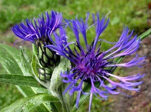 Centaurea montana geen maat specificatie 0,55L/P9cm - afbeelding 6
