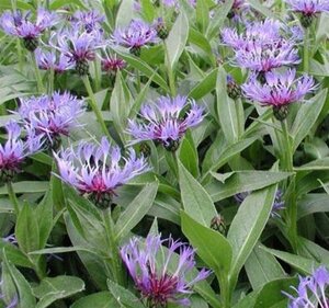 Centaurea montana geen maat specificatie 0,55L/P9cm - afbeelding 5