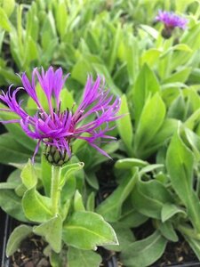 Centaurea montana geen maat specificatie 0,55L/P9cm - afbeelding 4