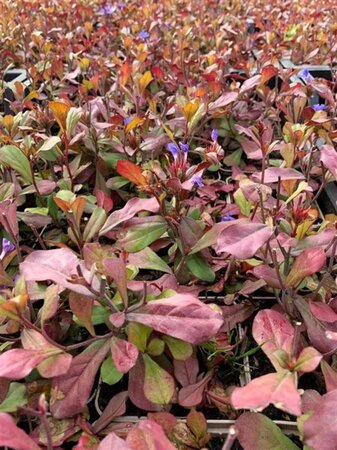 Ceratostigma plumbaginoides geen maat specificatie 0,55L/P9cm - afbeelding 4