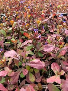 Ceratostigma plumbaginoides geen maat specificatie 0,55L/P9cm - afbeelding 4