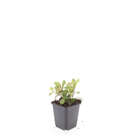 Ceratostigma plumbaginoides geen maat specificatie 0,55L/P9cm - afbeelding 5