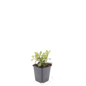 Ceratostigma plumbaginoides geen maat specificatie 0,55L/P9cm - afbeelding 5