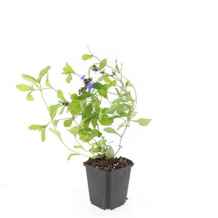 Ceratostigma plumbaginoides geen maat specificatie 0,55L/P9cm - afbeelding 7