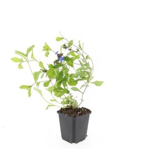 Ceratostigma plumbaginoides geen maat specificatie 0,55L/P9cm - afbeelding 7