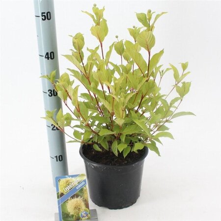 Cephalanthus occidentalis 30-40 cm cont. 3,0L - afbeelding 4