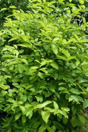 Cephalanthus occidentalis 30-40 cm cont. 3,0L - afbeelding 8