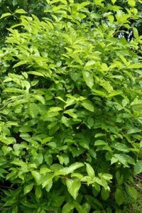 Cephalanthus occidentalis 30-40 cm cont. 3,0L - afbeelding 8