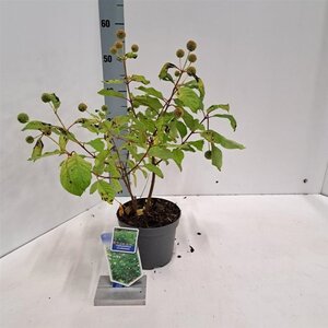 Cephalanthus occidentalis 30-40 cm cont. 3,0L - afbeelding 3