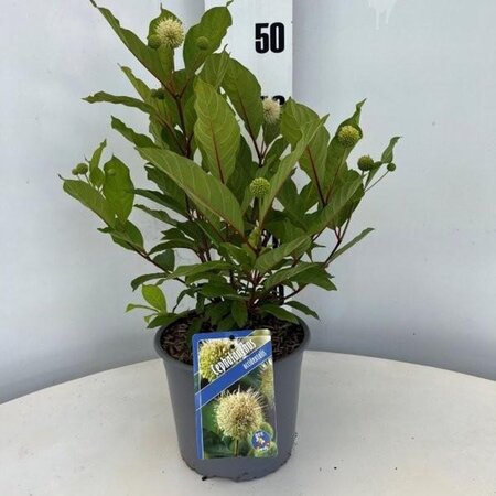 Cephalanthus occidentalis 30-40 cm cont. 3,0L - afbeelding 2