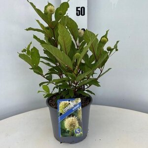 Cephalanthus occidentalis 30-40 cm cont. 3,0L - afbeelding 2