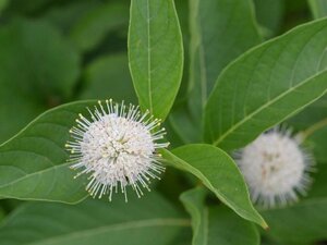 Cephalanthus occidentalis 30-40 cm cont. 3,0L - afbeelding 5