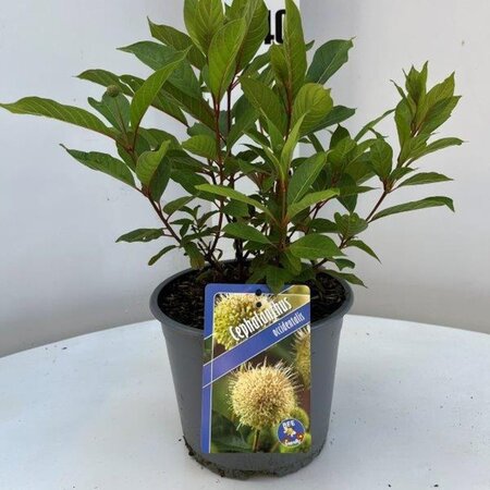 Cephalanthus occidentalis 30-40 cm cont. 3,0L - afbeelding 11