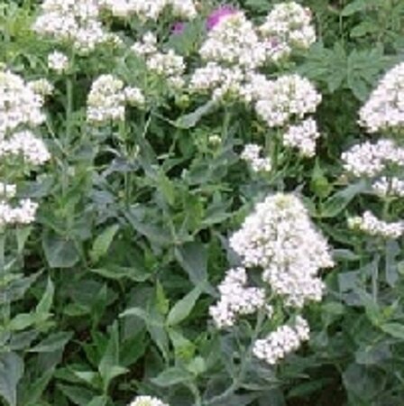 Centranthus ruber 'Albus' geen maat specificatie 0,55L/P9cm - afbeelding 2
