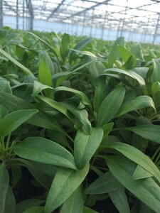 Centranthus ruber 'Albus' geen maat specificatie 0,55L/P9cm