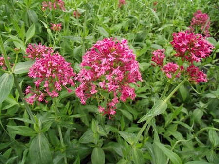 Centranthus ruber 'Coccineus' geen maat specificatie 0,55L/P9cm - afbeelding 3