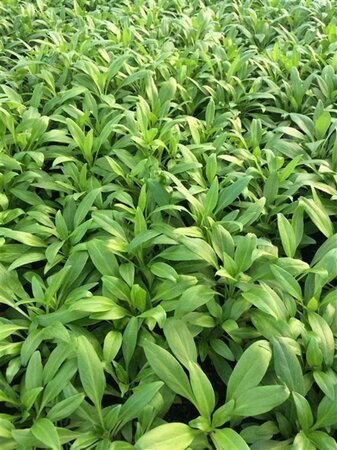 Centranthus ruber 'Coccineus' geen maat specificatie 0,55L/P9cm - afbeelding 2