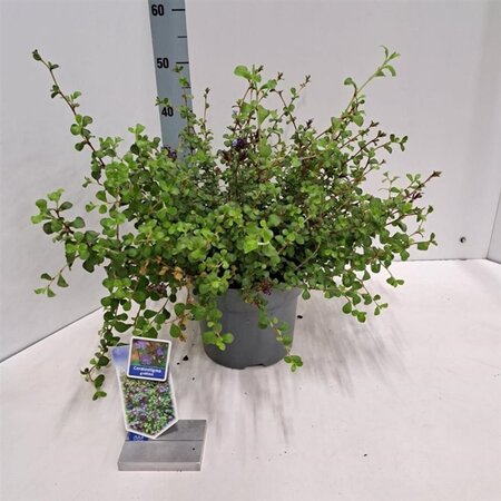 Ceratostigma griffithii 30-40 cm cont. 5,0L