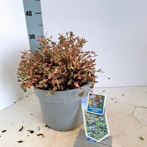 Ceratostigma griffithii 30-40 cm cont. 5,0L - afbeelding 2