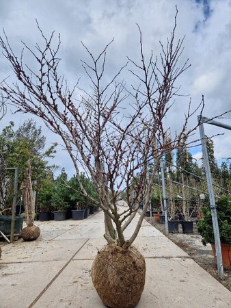 Cercis siliquastrum 200-250 cm draadkluit meerstammig - afbeelding 6