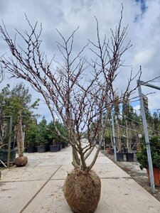 Cercis siliquastrum 200-250 cm draadkluit meerstammig - afbeelding 6
