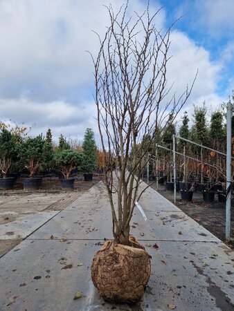 Cercis siliquastrum 200-250 cm draadkluit meerstammig - afbeelding 5