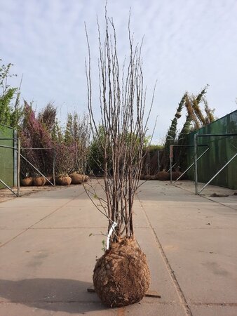 Cercis siliquastrum 200-250 cm draadkluit meerstammig - afbeelding 2