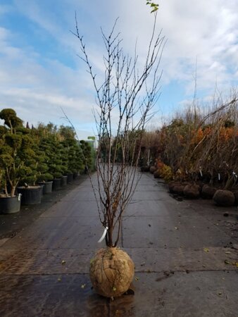 Cercis siliquastrum 200-250 cm draadkluit meerstammig - afbeelding 3