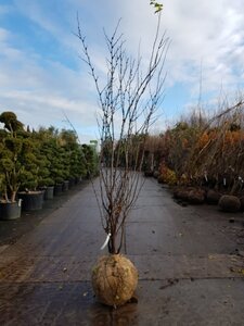Cercis siliquastrum 200-250 cm draadkluit meerstammig - afbeelding 3