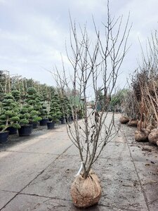 Cercis siliquastrum 200-250 cm draadkluit meerstammig - afbeelding 4