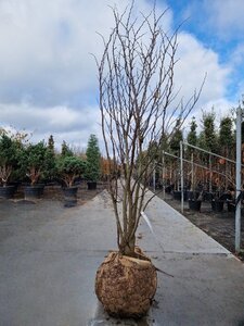 Cercis siliquastrum 200-250 cm draadkluit meerstammig - afbeelding 5