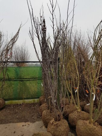 Cercis siliquastrum 250-300 cm draadkluit meerstammig - afbeelding 4