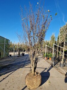 Cercis siliquastrum 250-300 cm draadkluit meerstammig - afbeelding 2