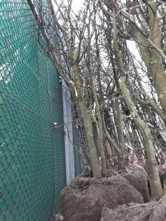 Cercis siliquastrum 250-300 cm draadkluit meerstammig - afbeelding 5