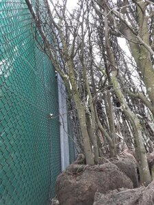 Cercis siliquastrum 250-300 cm draadkluit meerstammig - afbeelding 5