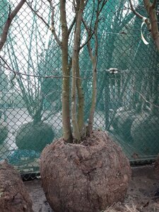 Cercis siliquastrum 250-300 cm draadkluit meerstammig - afbeelding 6