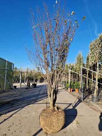 Cercis siliquastrum 250-300 cm WRB multi-stem - image 7