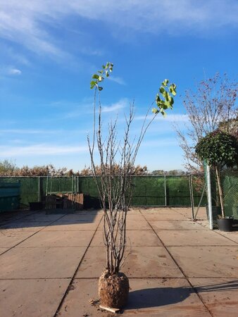 Cercis siliquastrum 250-300 cm WRB multi-stem - image 2